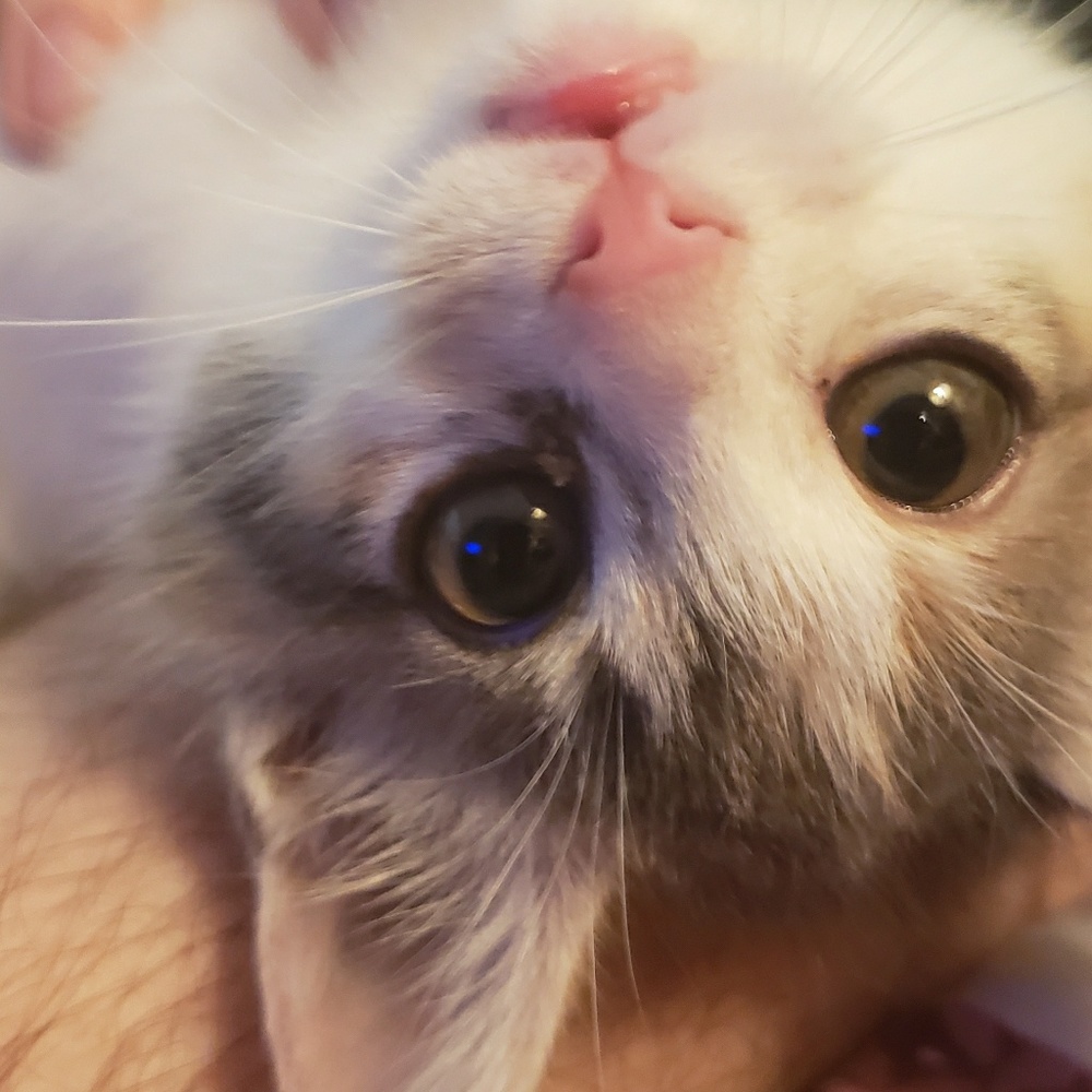 Meet your Posher, Sharon